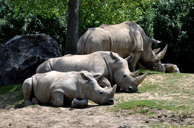 min 2013 07 06 beauval 172